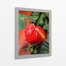 Flor anturio - Jabin Adiel | Cuadro decorativo de Canvas Lab
