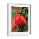 Flor anturio - Jabin Adiel | Cuadro decorativo de Canvas Lab