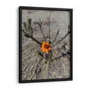 Flor desértica - Jabin Adiel | Cuadro decorativo de Canvas Lab