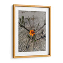 Flor desértica - Jabin Adiel | Cuadro decorativo de Canvas Lab