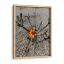 Flor desértica - Jabin Adiel | Cuadro decorativo de Canvas Lab