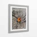 Flor desértica - Jabin Adiel | Cuadro decorativo de Canvas Lab