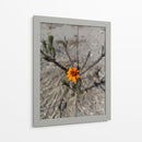 Flor desértica - Jabin Adiel | Cuadro decorativo de Canvas Lab