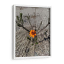 Flor desértica - Jabin Adiel | Cuadro decorativo de Canvas Lab