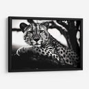Cheetah - Pat G | Cuadro decorativo de Canvas Lab
