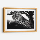 Cheetah - Pat G | Cuadro decorativo de Canvas Lab