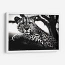 Cheetah - Pat G | Cuadro decorativo de Canvas Lab
