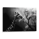 Jirafa Comiendo - Pat G | Cuadro decorativo de Canvas Lab