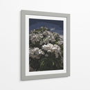 Ramo de flores blancas - Jabin Adiel | Cuadro decorativo de Canvas Lab