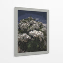 Ramo de flores blancas - Jabin Adiel | Cuadro decorativo de Canvas Lab