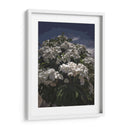 Ramo de flores blancas - Jabin Adiel | Cuadro decorativo de Canvas Lab