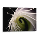 Flor Caracol - Juliana Estrada | Cuadro decorativo de Canvas Lab