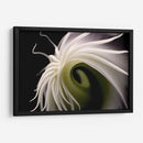 Flor Caracol - Juliana Estrada | Cuadro decorativo de Canvas Lab