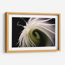 Flor Caracol - Juliana Estrada | Cuadro decorativo de Canvas Lab