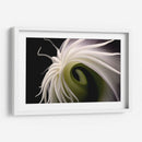 Flor Caracol - Juliana Estrada | Cuadro decorativo de Canvas Lab