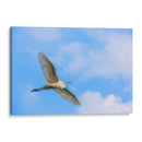 Garza Blanca - Guillermo Aparicio | Cuadro decorativo de Canvas Lab