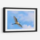 Garza Blanca - Guillermo Aparicio | Cuadro decorativo de Canvas Lab