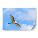 Garza Blanca - Guillermo Aparicio | Cuadro decorativo de Canvas Lab