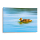 Pato moteado - Guillermo Aparicio | Cuadro decorativo de Canvas Lab