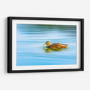 Pato moteado - Guillermo Aparicio | Cuadro decorativo de Canvas Lab