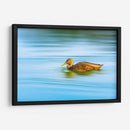 Pato moteado - Guillermo Aparicio | Cuadro decorativo de Canvas Lab