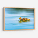 Pato moteado - Guillermo Aparicio | Cuadro decorativo de Canvas Lab