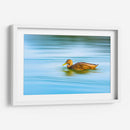 Pato moteado - Guillermo Aparicio | Cuadro decorativo de Canvas Lab