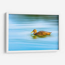 Pato moteado - Guillermo Aparicio | Cuadro decorativo de Canvas Lab