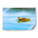 Pato moteado - Guillermo Aparicio | Cuadro decorativo de Canvas Lab