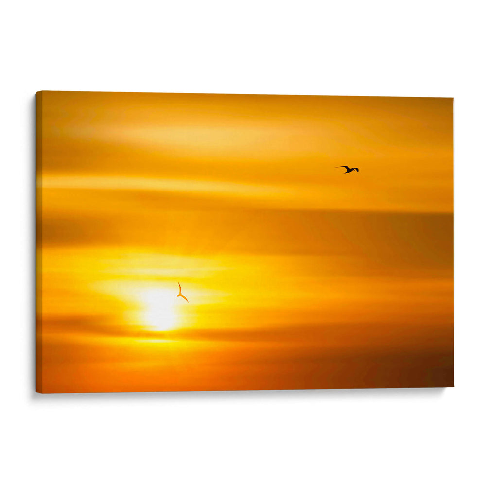 Gaviotas al atardecer - Guillermo Aparicio | Cuadro decorativo de Canvas Lab