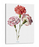 Tres claveles | Cuadro decorativo de Canvas Lab