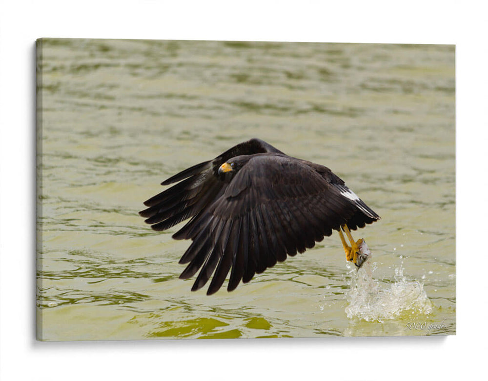 Águila con presa en vuelo - 5000 grados | Cuadro decorativo de Canvas Lab