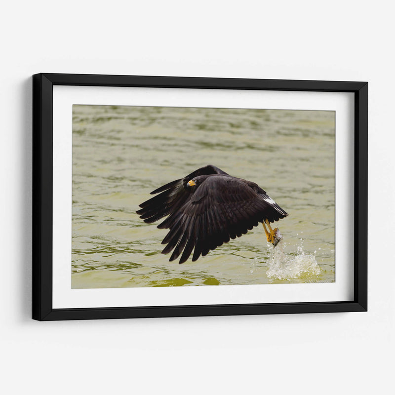 Águila con presa en vuelo - 5000 grados | Cuadro decorativo de Canvas Lab