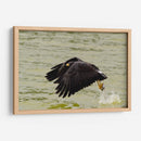 Águila con presa en vuelo - 5000 grados | Cuadro decorativo de Canvas Lab