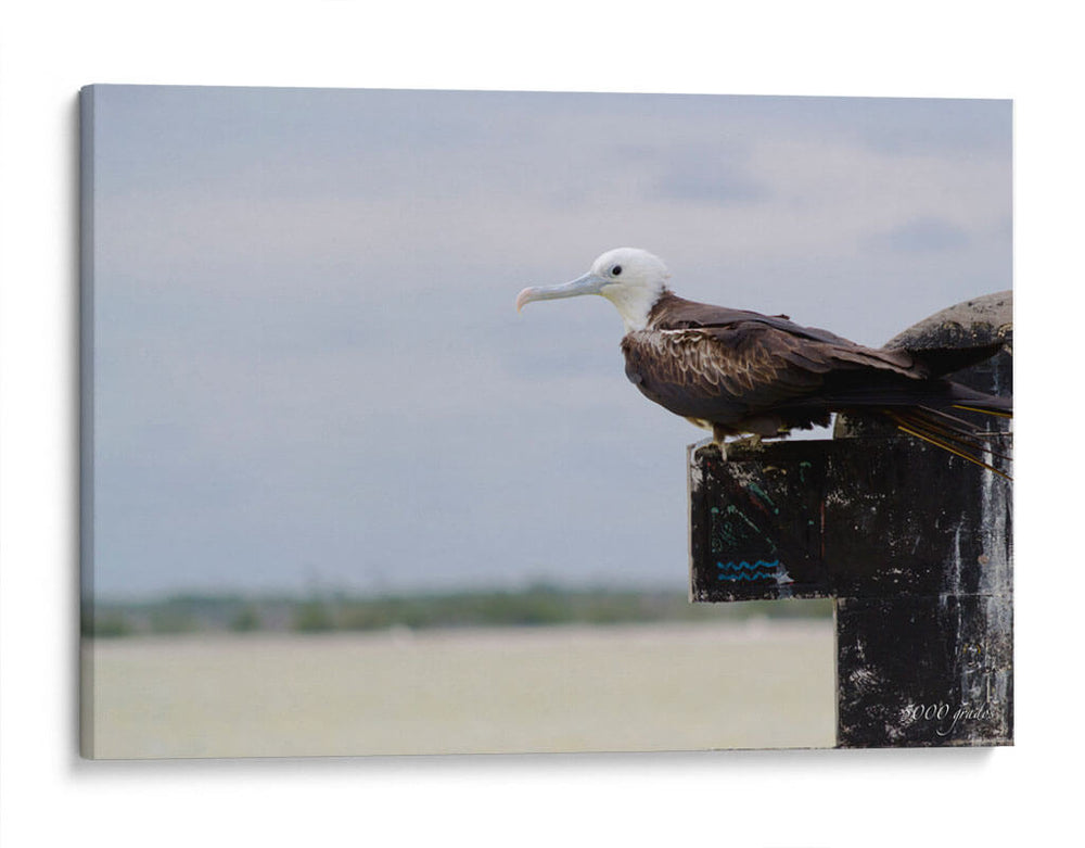 Albatros viendo al horizonte - 5000 grados | Cuadro decorativo de Canvas Lab