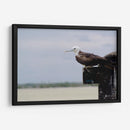 Albatros viendo al horizonte - 5000 grados | Cuadro decorativo de Canvas Lab