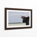 Albatros viendo al horizonte - 5000 grados | Cuadro decorativo de Canvas Lab