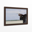 Albatros viendo al horizonte - 5000 grados | Cuadro decorativo de Canvas Lab