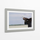 Albatros viendo al horizonte - 5000 grados | Cuadro decorativo de Canvas Lab