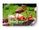 Flamingos amor en rosa - 5000 grados | Cuadro decorativo de Canvas Lab