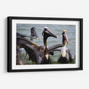 Grupo de pelicanos - 5000 grados | Cuadro decorativo de Canvas Lab