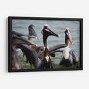 Grupo de pelicanos - 5000 grados | Cuadro decorativo de Canvas Lab