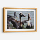 Grupo de pelicanos - 5000 grados | Cuadro decorativo de Canvas Lab