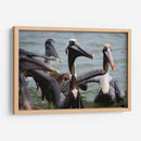 Grupo de pelicanos - 5000 grados | Cuadro decorativo de Canvas Lab