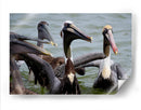 Grupo de pelicanos - 5000 grados | Cuadro decorativo de Canvas Lab
