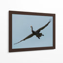 Pelicano con grandes alas - 5000 grados | Cuadro decorativo de Canvas Lab