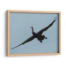 Pelicano con grandes alas - 5000 grados | Cuadro decorativo de Canvas Lab