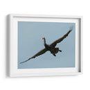 Pelicano con grandes alas - 5000 grados | Cuadro decorativo de Canvas Lab