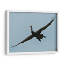 Pelicano con grandes alas - 5000 grados | Cuadro decorativo de Canvas Lab