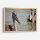 Pelicano de cerca - 5000 grados | Cuadro decorativo de Canvas Lab